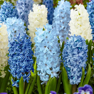 Hyacinths