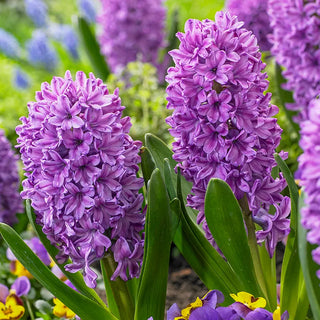 Hyacinths