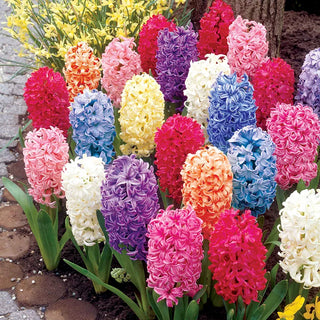 Hyacinths