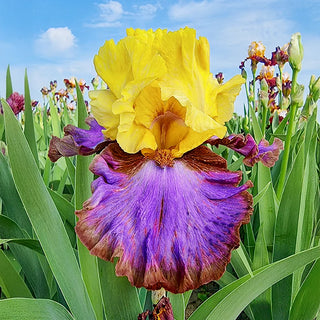 Bearded Irises