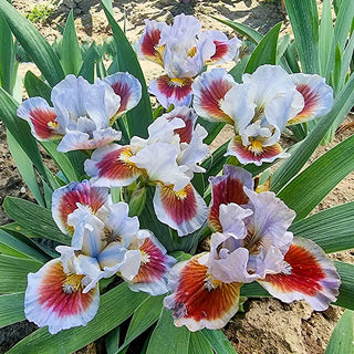 Iris