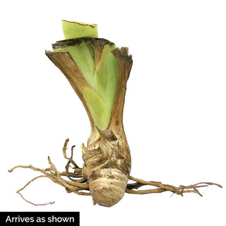 Iris Rhizome Bulb