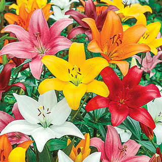 Lilies