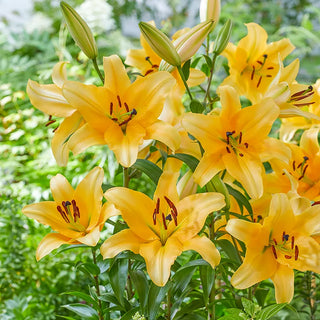 Lilies