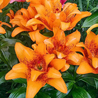 Lily