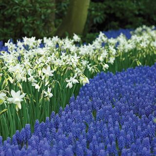 Naturalizing Bulbs