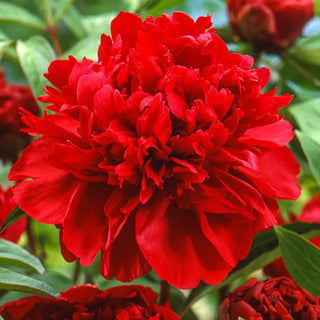 Peonies