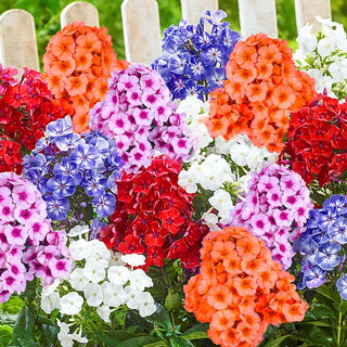 Phlox