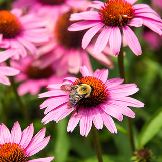 Pollinator Flowers
