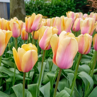 Tulips