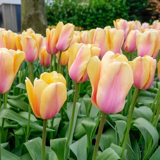 Tulips