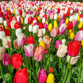 Tulips
