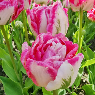 Tulips