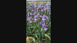 Make a Splash Bearded Iris