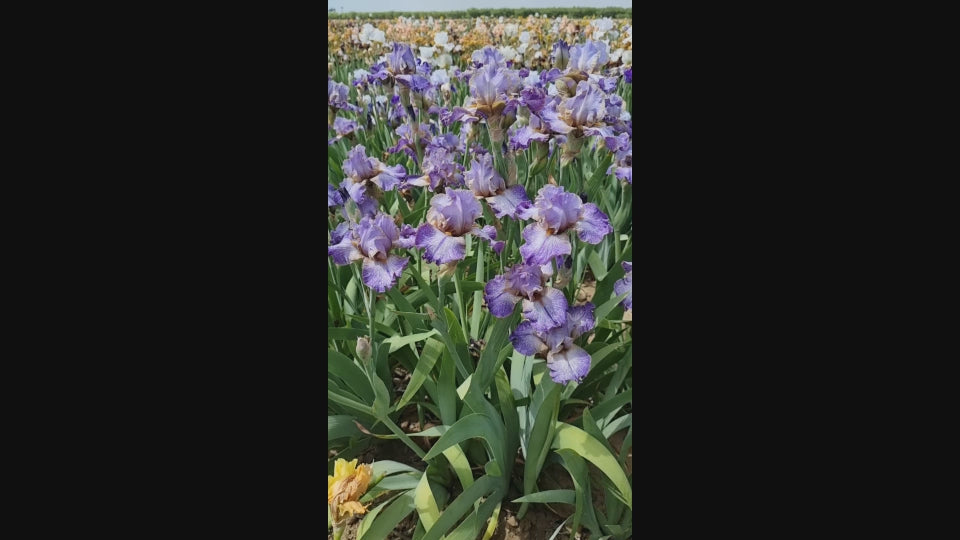 Make a Splash Bearded Iris