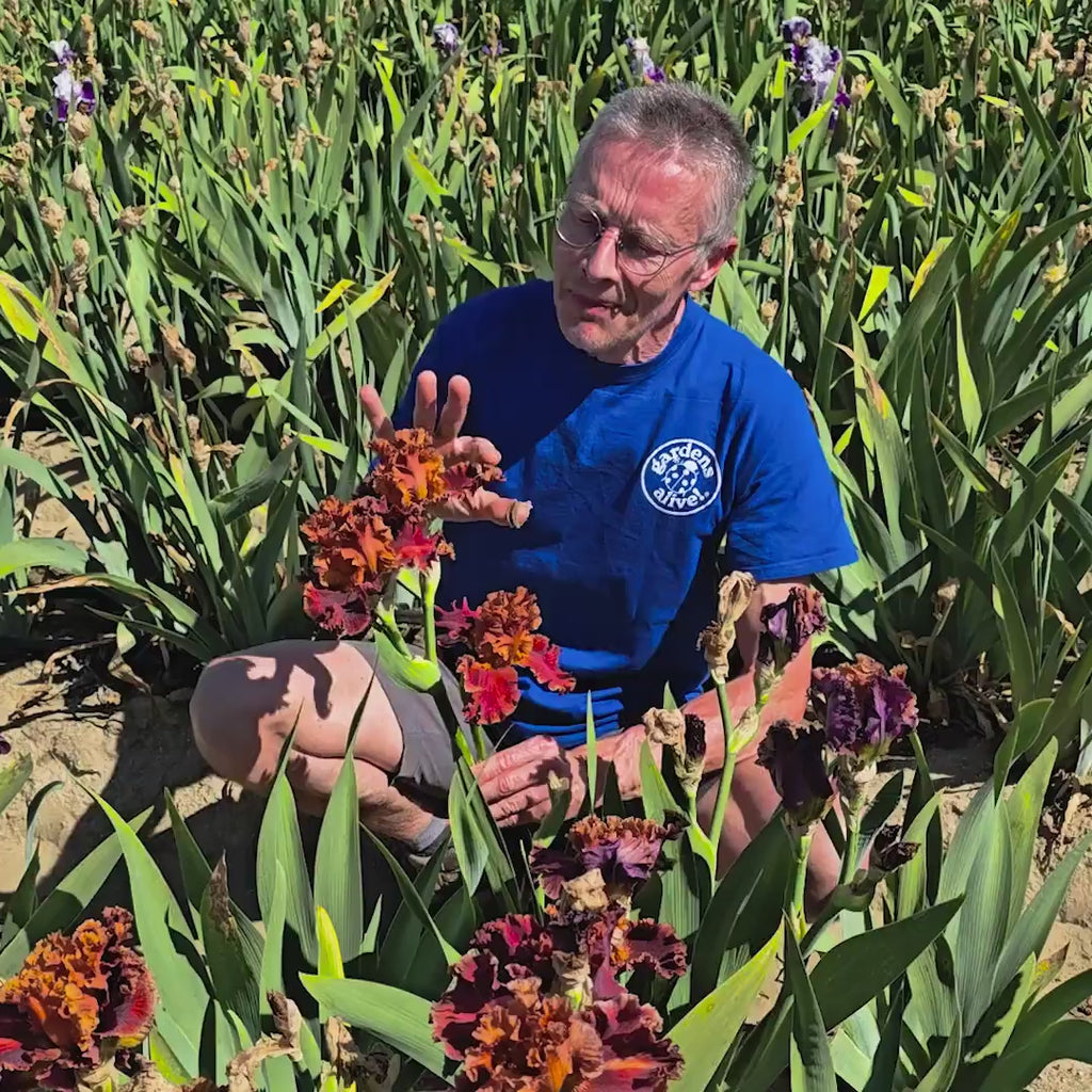 Chestnuts Roasting Bearded Iris