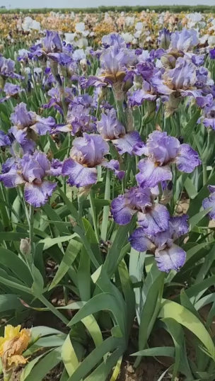 Make a Splash Bearded Iris 16:9
