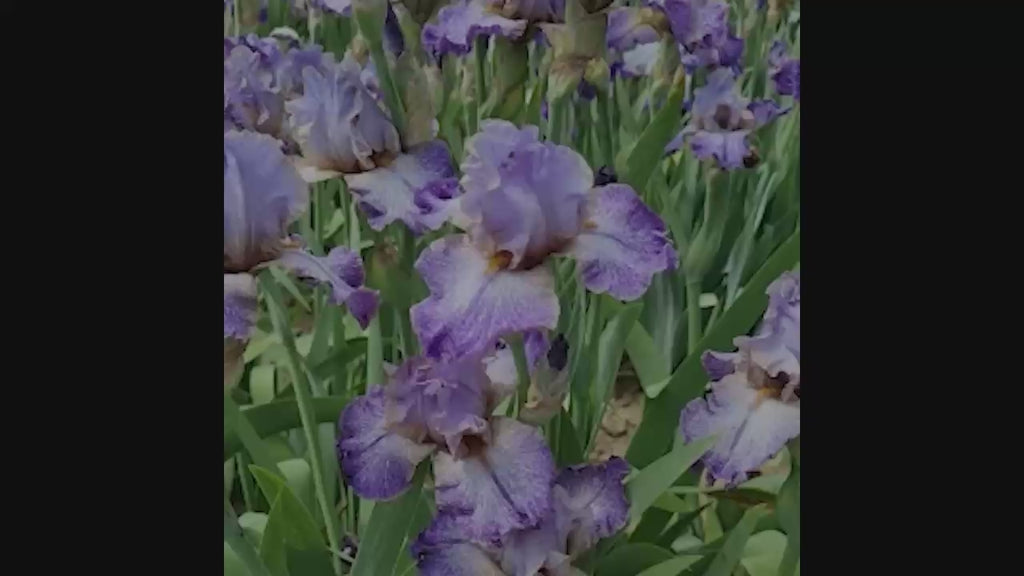 Brecks Iris Harvesting 2025 Square